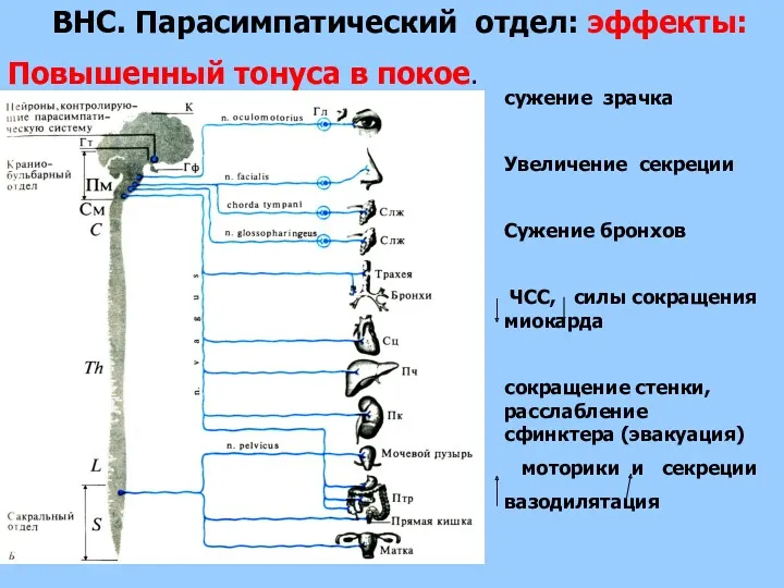 ВНС. Парасимпатический отдел: эффекты: Повышенный тонуса в покое. сужение зрачка