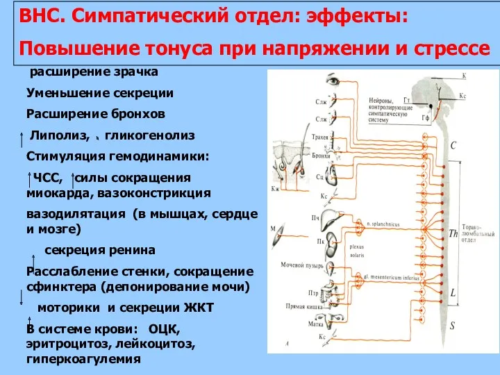 ВНС. Симпатический отдел: эффекты: Повышение тонуса при напряжении и стрессе