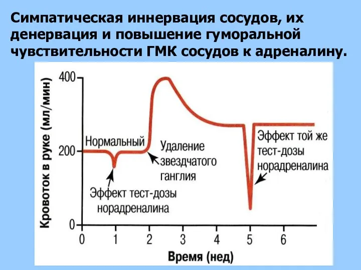 Симпатическая иннервация сосудов, их денервация и повышение гуморальной чувствительности ГМК сосудов к адреналину.