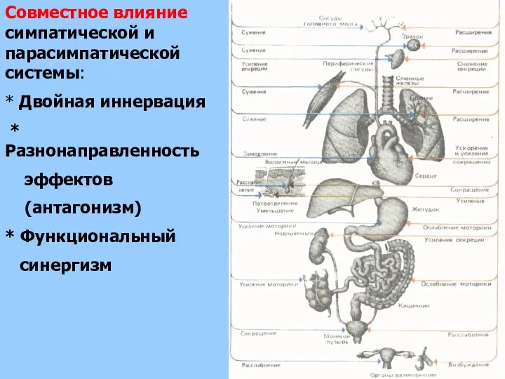 Совместное влияние симпатической и парасимпатической системы: * Двойная иннервация * Разнонаправленность эффектов (антагонизм) * Функциональный синергизм