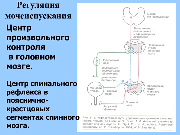 Регуляция мочеиспускания Центр произвольного контроля в головном мозге. Центр спинального рефлекса в пояснично-крестцовых сегментах спинного мозга.