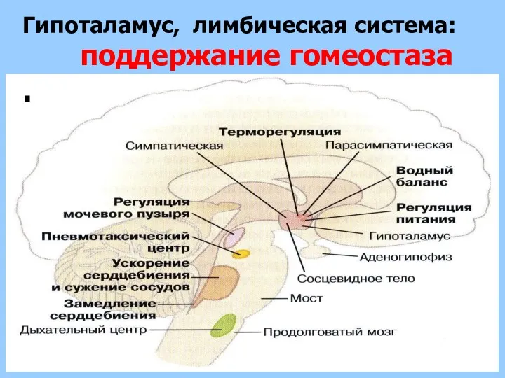 Гипоталамус, лимбическая система: поддержание гомеостаза .