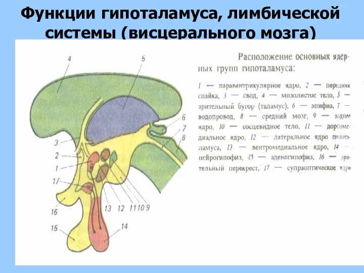 Функции гипоталамуса, лимбической системы (висцерального мозга)