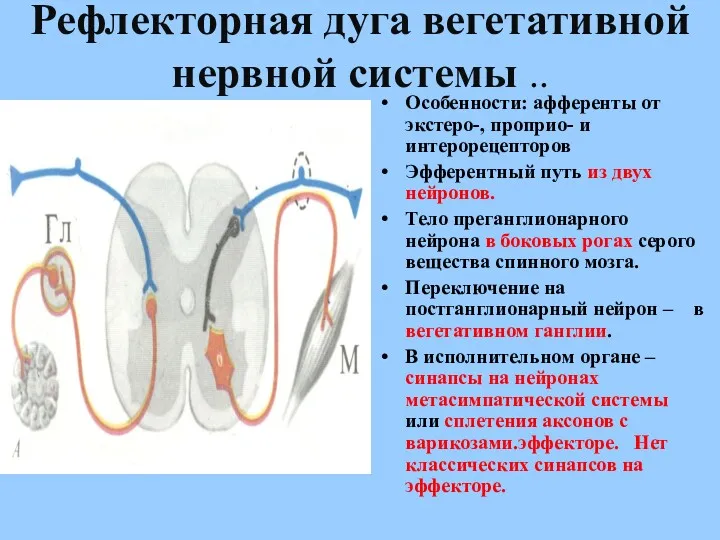 Рефлекторная дуга вегетативной нервной системы .. Особенности: афференты от экстеро-,