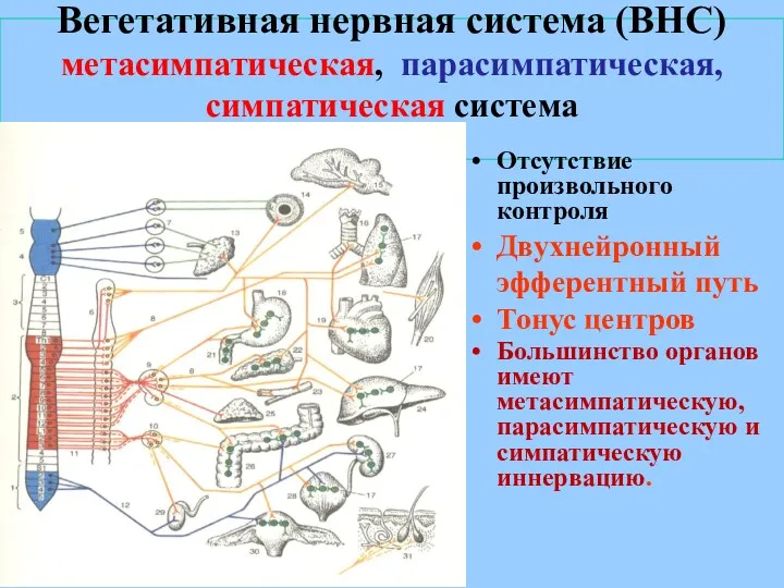 Вегетативная нервная система (ВНС) метасимпатическая, парасимпатическая, симпатическая система ( Отсутствие