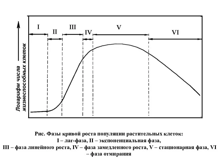 Рис. Фазы кривой роста популяции растительных клеток: I – лаг-фаза, II – экспоненциальная