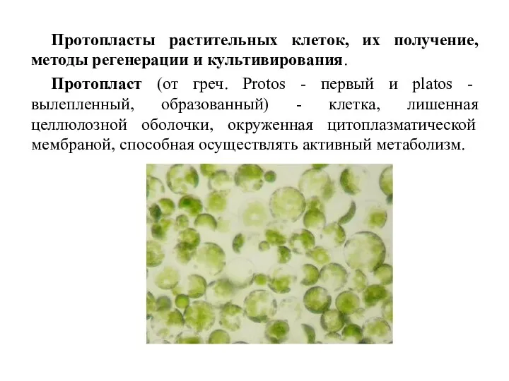 Протопласты растительных клеток, их получение, методы регенерации и культивирования. Протопласт