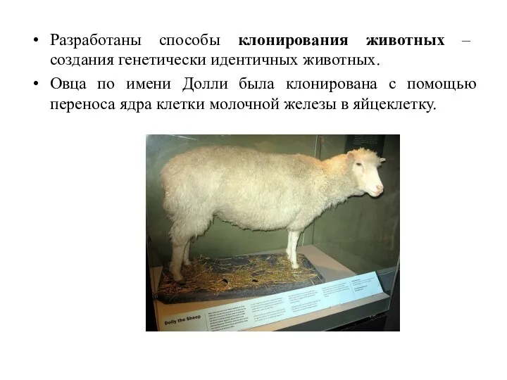 Разработаны способы клонирования животных – создания генетически идентичных животных. Овца по имени Долли