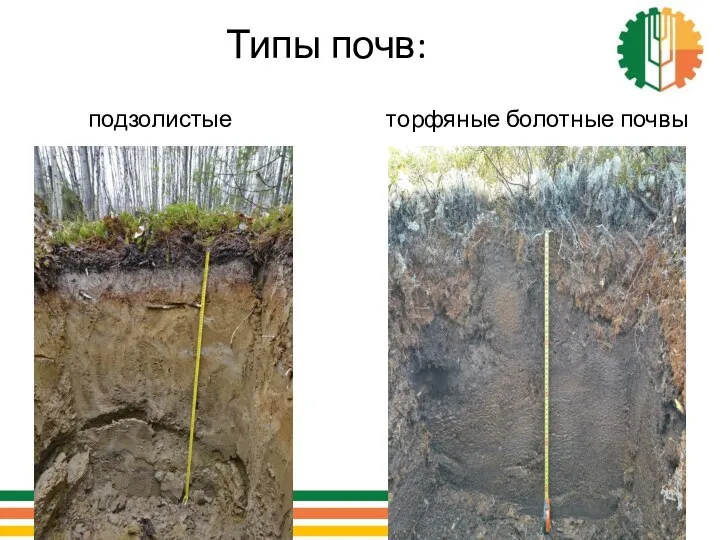 подзолистые торфяные болотные почвы Типы почв: