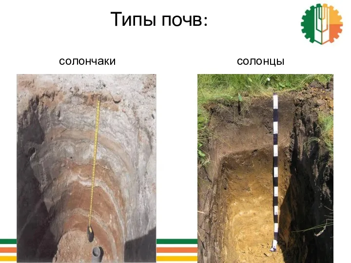 солончаки Типы почв: солонцы