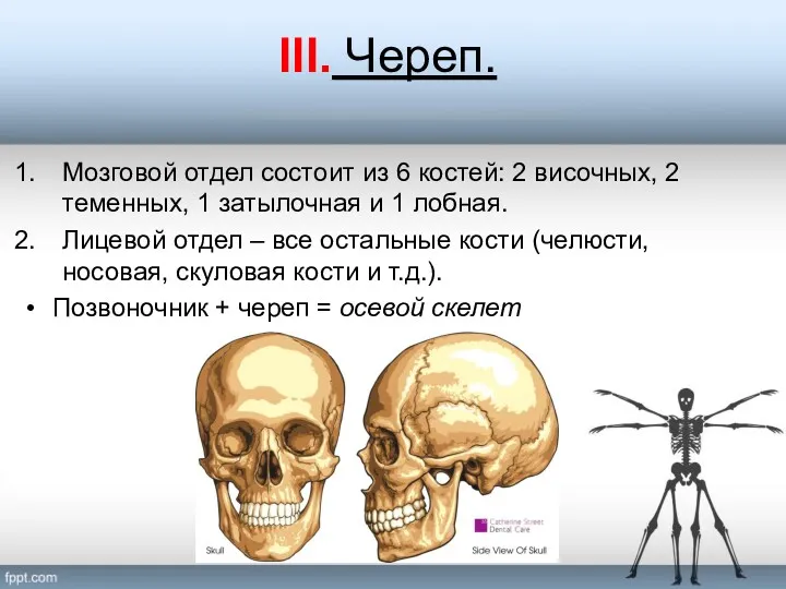 ІІІ. Череп. Мозговой отдел состоит из 6 костей: 2 височных, 2 теменных, 1