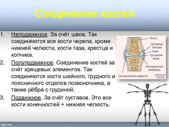 Соединение костей Неподвижное. За счёт швов. Так соединяются все кости