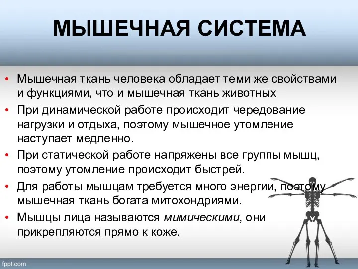 МЫШЕЧНАЯ СИСТЕМА Мышечная ткань человека обладает теми же свойствами и