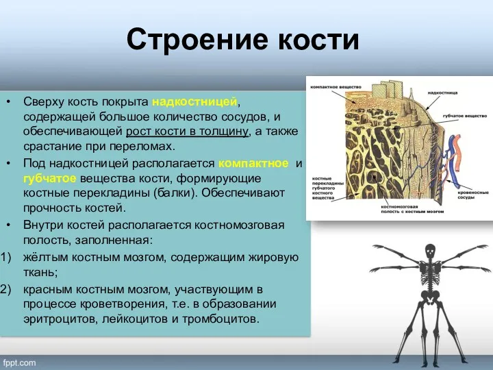 Строение кости Сверху кость покрыта надкостницей, содержащей большое количество сосудов, и обеспечивающей рост