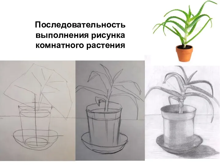 Последовательность выполнения рисунка комнатного растения