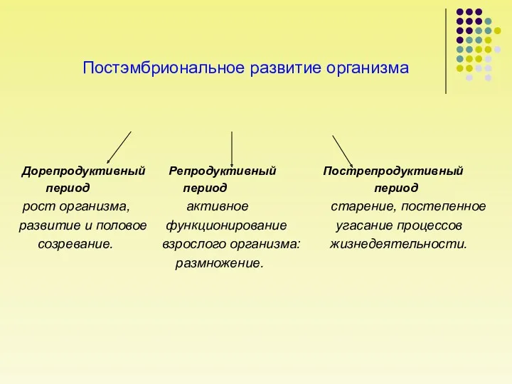 Постэмбриональное развитие организма Дорепродуктивный Репродуктивный Пострепродуктивный период период период рост