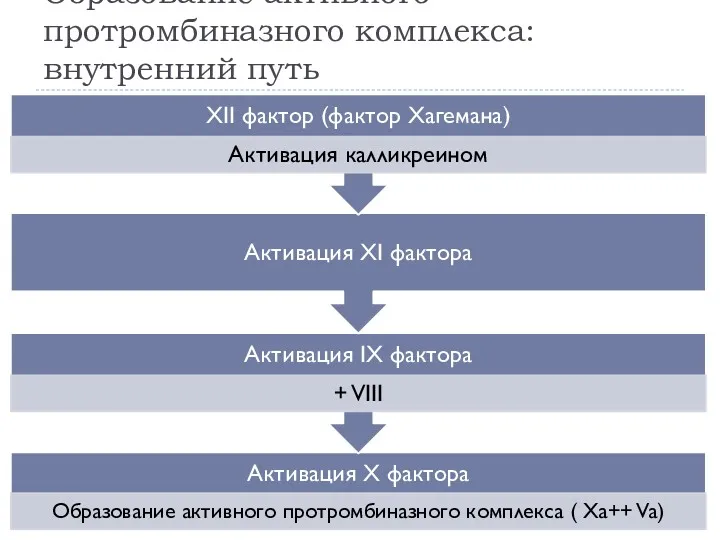 Образование активного протромбиназного комплекса: внутренний путь