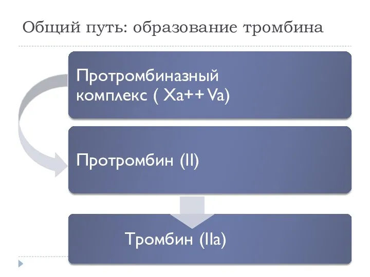 Общий путь: образование тромбина