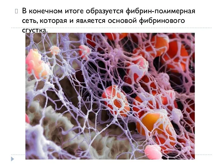 В конечном итоге образуется фибрин-полимерная сеть, которая и является основой фибринового сгустка.