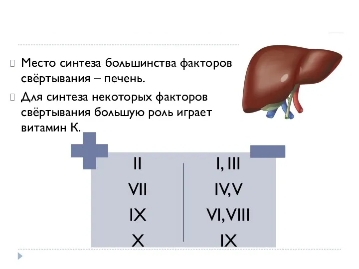 Место синтеза большинства факторов свёртывания – печень. Для синтеза некоторых