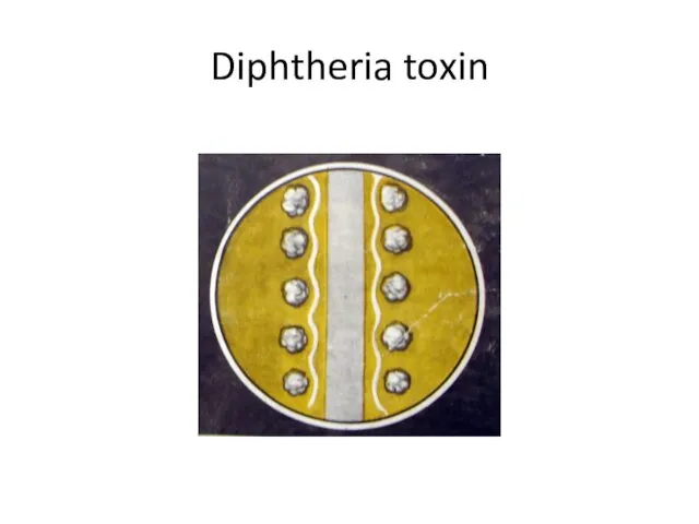 Diphtheria toxin