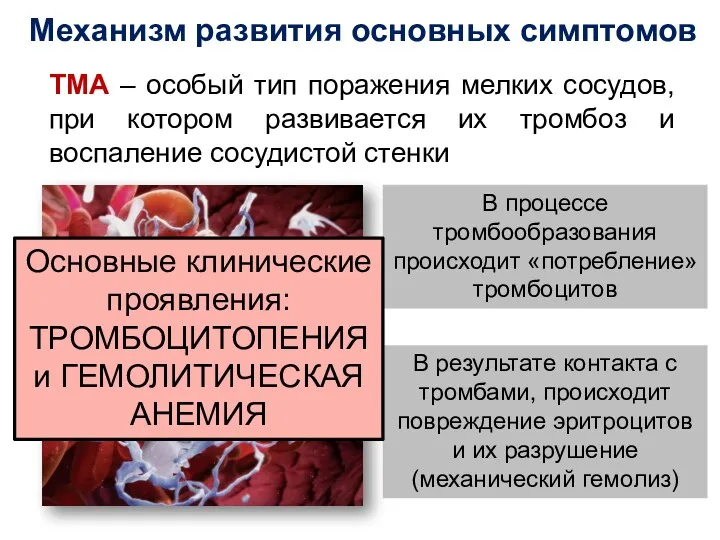 Механизм развития основных симптомов ТМА – особый тип поражения мелких