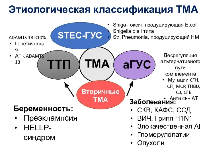 ТМА Этиологическая классификация ТМА STEC-ГУС ТТП аГУС ADAMTS 13 Генетическая
