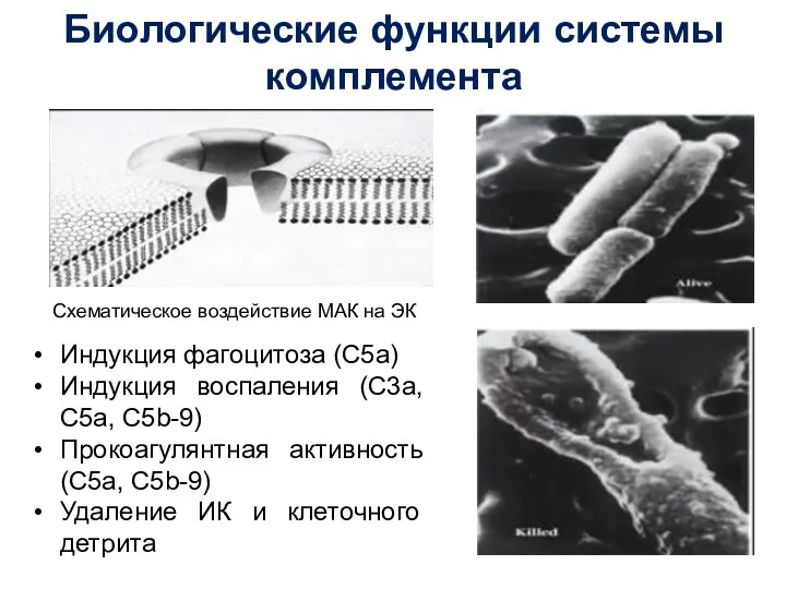 Биологические функции системы комплемента Схематическое воздействие МАК на ЭК Индукция