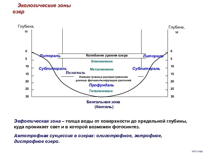 РХТУ АЕК Экологические зоны озер Эвфотическая зона – толща воды