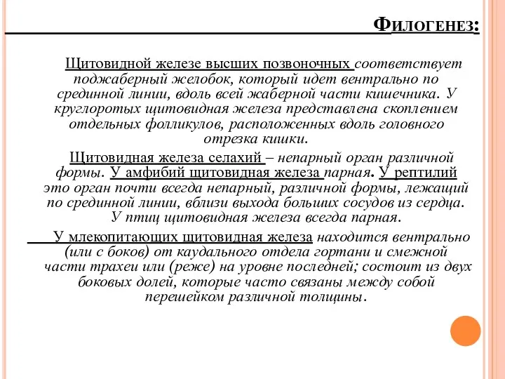 Филогенез: Щитовидной железе высших позвоночных соответствует поджаберный желобок, который идет