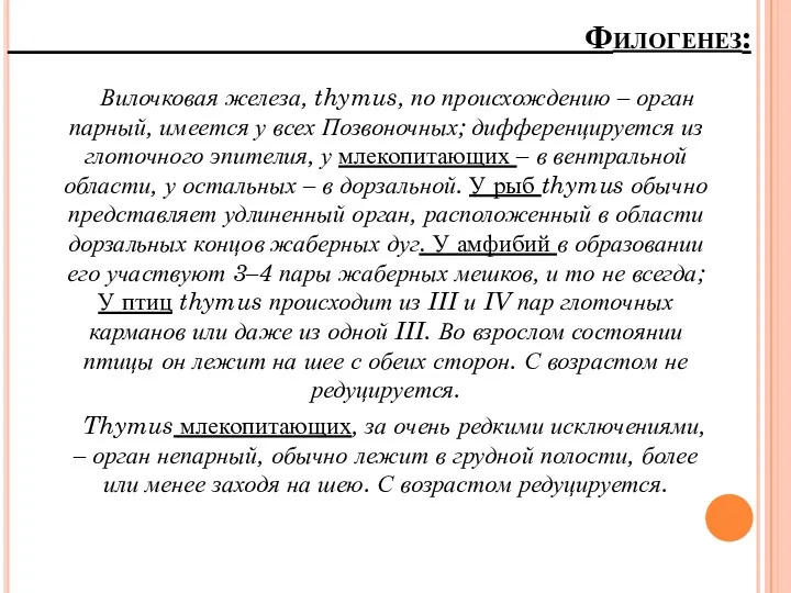 Вилочковая железа, thymus, по происхождению – орган парный, имеется у