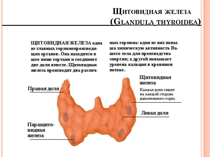 Щитовидная железа (Glаndula thyroidea)