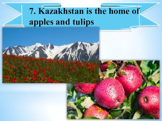 7. Kazakhstan is the home of apples and tulips