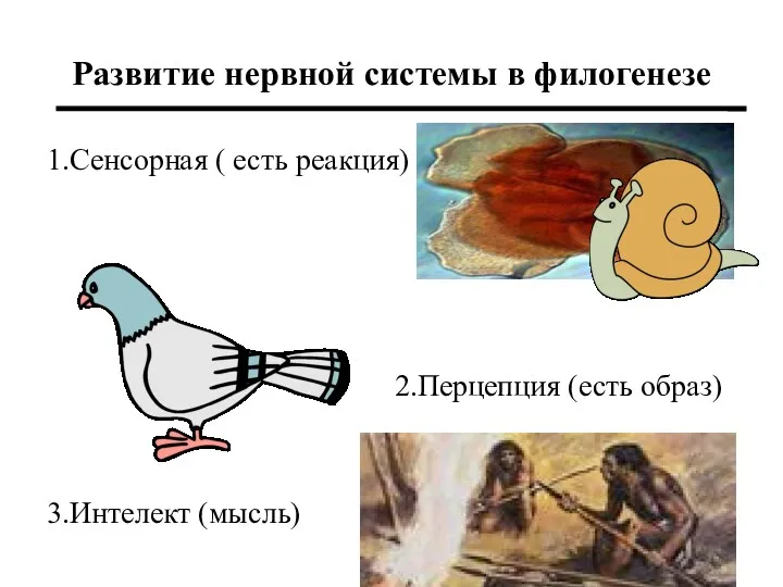 Развитие нервной системы в филогенезе 1.Сенсорная ( есть реакция) 3.Интелект (мысль) 2.Перцепция (есть образ)