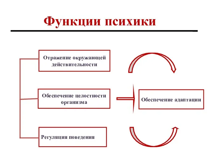 Функции психики Отражение окружающей действительности Регуляция поведения Обеспечение целостности организма Обеспечение адаптации