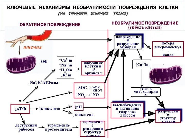 КЛЮЧЕВЫЕ МЕХАНИЗМЫ НЕОБРАТИМОСТИ ПОВРЕЖДЕНИЯ КЛЕТКИ (НА ПРИМЕРЕ ИШЕМИИ ТКАНИ)