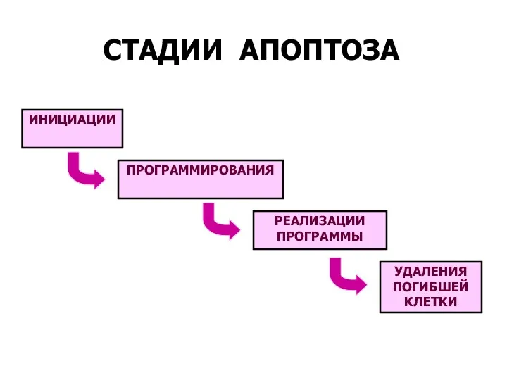 СТАДИИ АПОПТОЗА ИНИЦИАЦИИ ПРОГРАММИРОВАНИЯ РЕАЛИЗАЦИИ ПРОГРАММЫ УДАЛЕНИЯ ПОГИБШЕЙ КЛЕТКИ