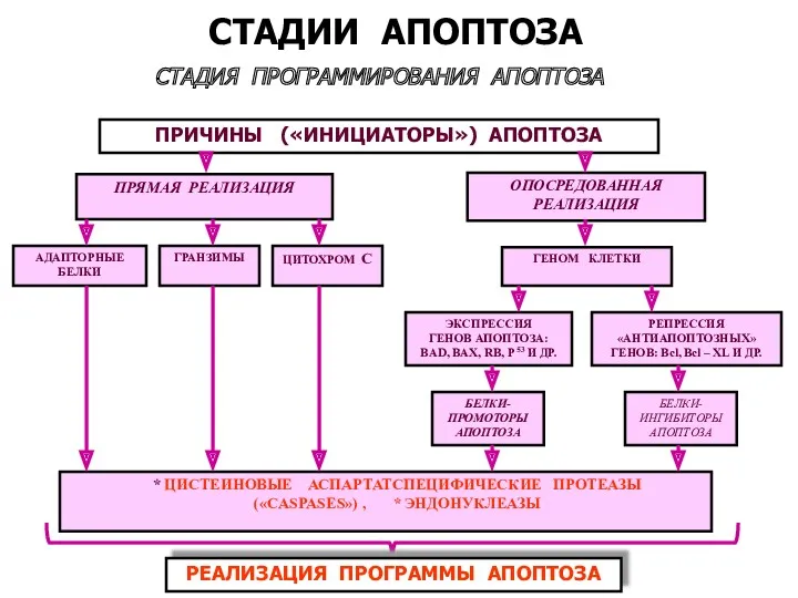 СТАДИЯ ПРОГРАММИРОВАНИЯ АПОПТОЗА СТАДИИ АПОПТОЗА ПРИЧИНЫ («ИНИЦИАТОРЫ») АПОПТОЗА * ЦИСТЕИНОВЫЕ