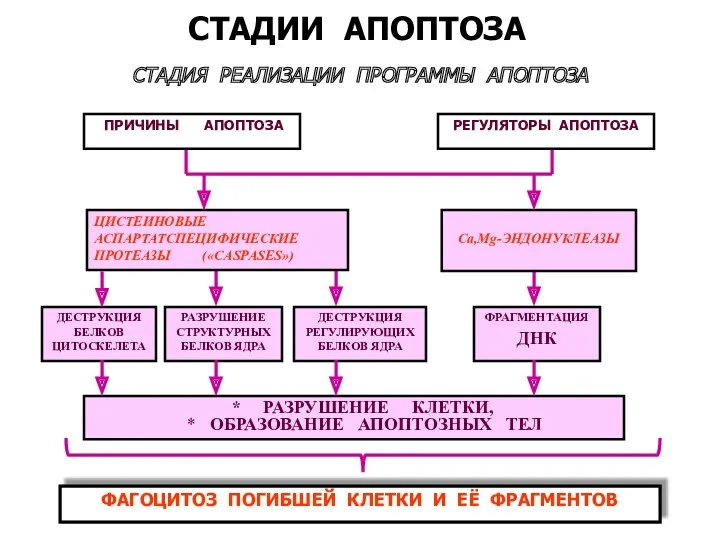 СТАДИЯ РЕАЛИЗАЦИИ ПРОГРАММЫ АПОПТОЗА ПРИЧИНЫ АПОПТОЗА РЕГУЛЯТОРЫ АПОПТОЗА СТАДИИ АПОПТОЗА