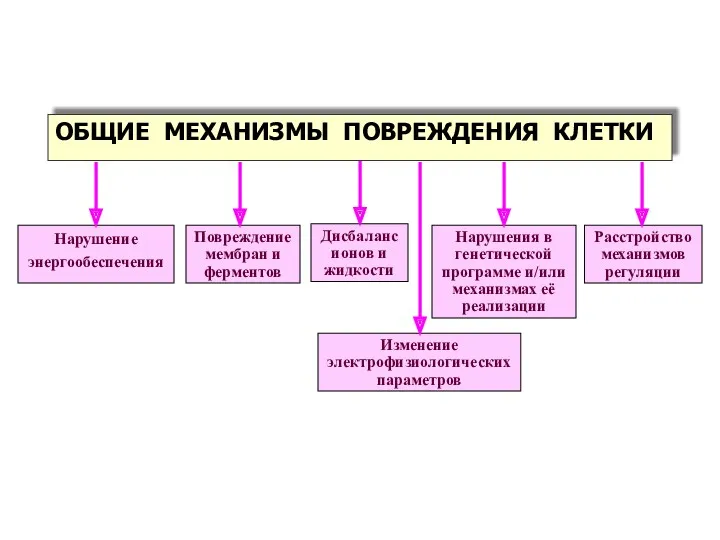 ОБЩИЕ МЕХАНИЗМЫ ПОВРЕЖДЕНИЯ КЛЕТКИ