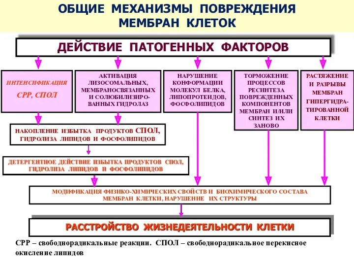 ДЕЙСТВИЕ ПАТОГЕННЫХ ФАКТОРОВ МОДИФИКАЦИЯ ФИЗИКО-ХИМИЧЕСКИХ СВОЙСТВ И БИОХИМИЧЕСКОГО СОСТАВА МЕМБРАН