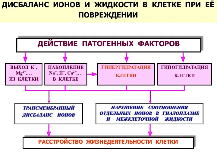 ДЕЙСТВИЕ ПАТОГЕННЫХ ФАКТОРОВ РАССТРОЙСТВО ЖИЗНЕДЕЯТЕЛЬНОСТИ КЛЕТКИ ДИСБАЛАНС ИОНОВ И ЖИДКОСТИ В КЛЕТКЕ ПРИ ЕЁ ПОВРЕЖДЕНИИ