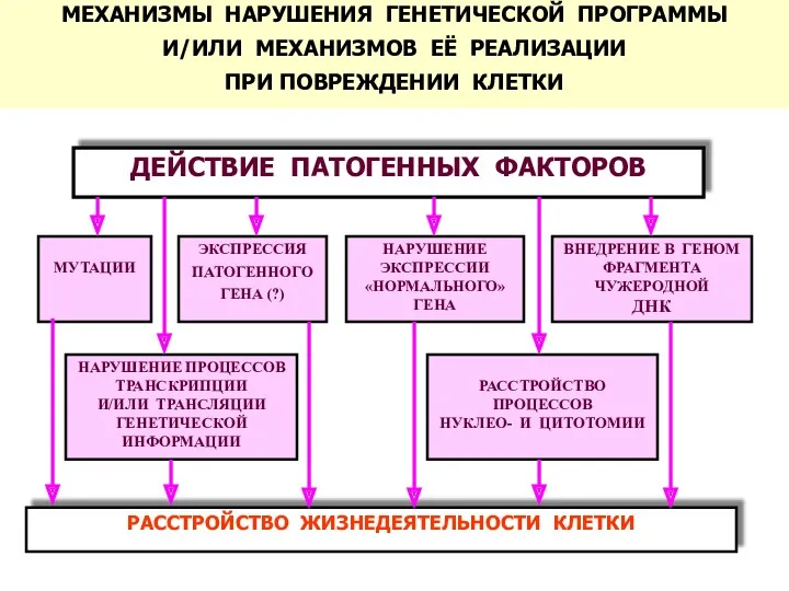 ДЕЙСТВИЕ ПАТОГЕННЫХ ФАКТОРОВ РАССТРОЙСТВО ЖИЗНЕДЕЯТЕЛЬНОСТИ КЛЕТКИ МЕХАНИЗМЫ НАРУШЕНИЯ ГЕНЕТИЧЕСКОЙ ПРОГРАММЫ