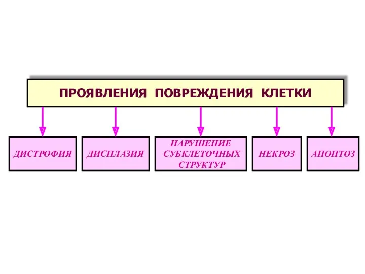 ПРОЯВЛЕНИЯ ПОВРЕЖДЕНИЯ КЛЕТКИ