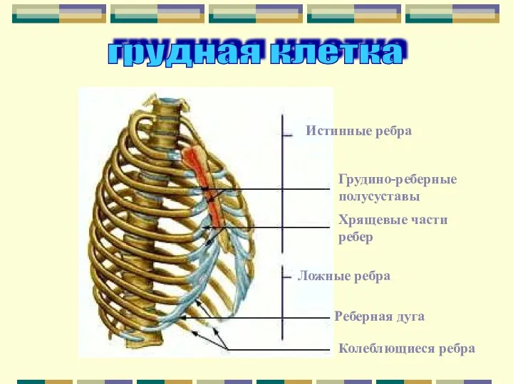 грудная клетка Истинные ребра Грудино-реберные полусуставы Хрящевые части ребер Ложные ребра Реберная дуга Колеблющиеся ребра