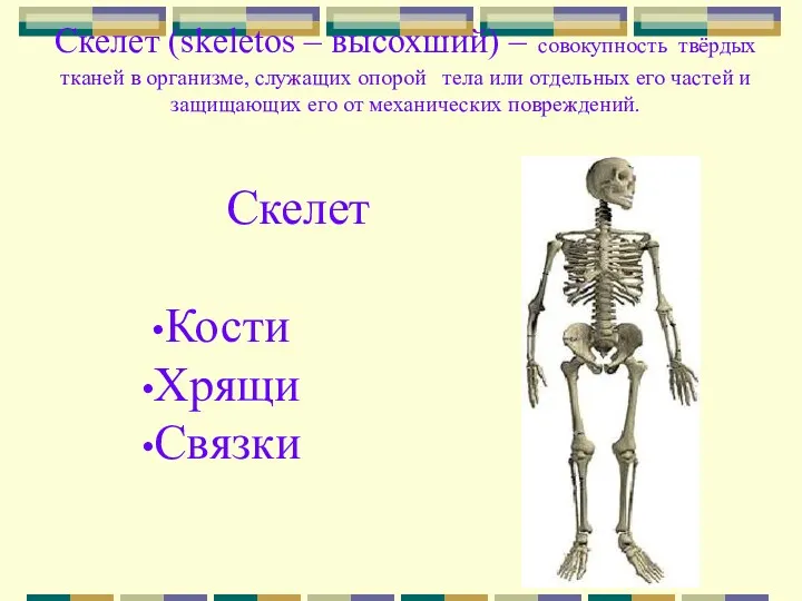 Скелет (skeletos – высохший) – совокупность твёрдых тканей в организме,
