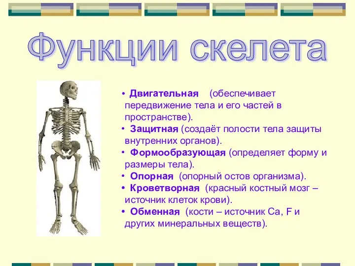 Функции скелета Двигательная (обеспечивает передвижение тела и его частей в