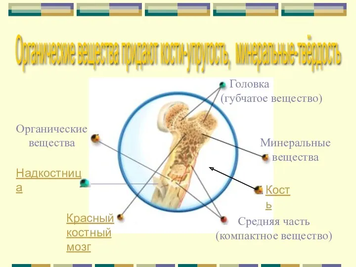 Кость Головка (губчатое вещество) Красный костный мозг Средняя часть (компактное