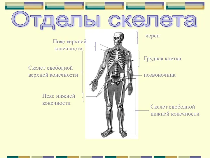 череп Пояс верхней конечности Скелет свободной нижней конечности Скелет свободной