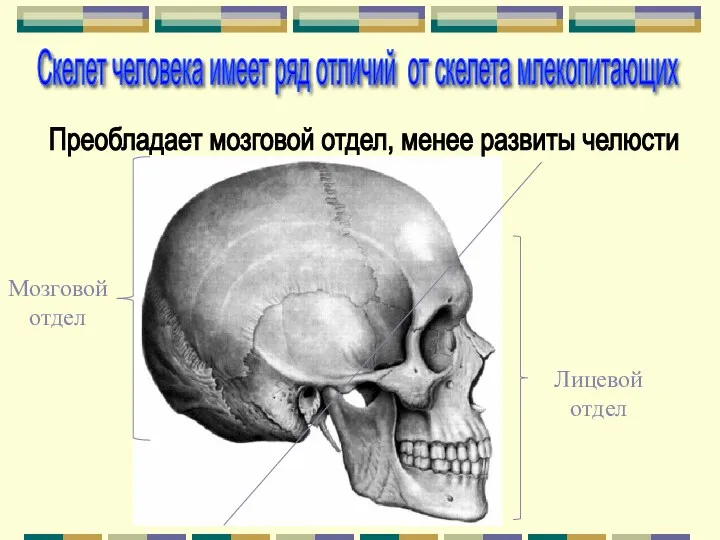 Мозговой отдел Лицевой отдел Скелет человека имеет ряд отличий от